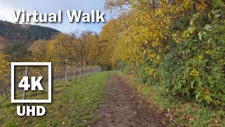 Virtual Walk beautiful autumn Vineyard  4K UHD Stereo  no Music  21 [upl. by Rasure]