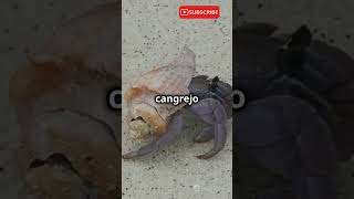 CANGREJOS ESPECIE ERMITANEA 🤯 [upl. by Huttan750]