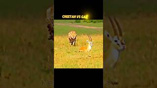 Cheetah vs Gazelle trending shorts shortvideo short youtubeshorts cheetah gazelle wildlife [upl. by Estren]