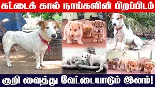 Kattaikal Dog Tamil  Native Breed  கட்டைக்கால் நாய்களின் பிறப்பிடம்  நாட்டு நாய் வளர்ப்பு  Dogs [upl. by Sternlight483]