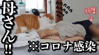 【高熱で倒れた母】猫の驚くべき行動とは‥ [upl. by Giwdul31]