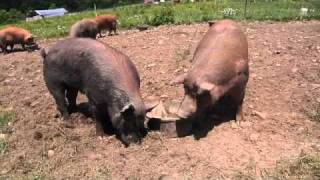 Kingbird Farm  Pastured Pigs 1 of 4  Breeding [upl. by Lewes]