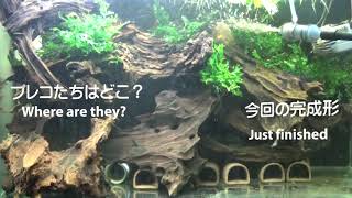 プレコ水槽模様替え  Layout Change of Pleco Aquarium [upl. by Ytsirhk560]