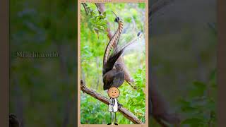 ये पक्षी सब की नकल कर सकता है 😳  Lyrebird shorts [upl. by Shantha]