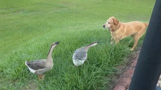 Geese refuse dogs attempt to make friends in a comical scene  WooGlobe [upl. by Lertnek]