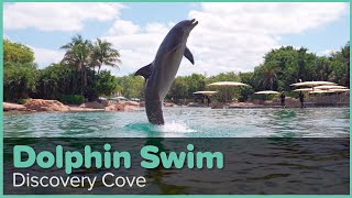 Discovery Cove Dolphin Swim Experience  Discovery Cove Orlando [upl. by Swenson245]