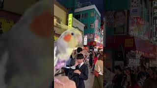 中華街行ったら獅子舞が居たよ 楽しいね かちょ 横浜中華街 獅子舞 cockatiel オカメインコ お散歩 フライトスーツ [upl. by Suvart942]