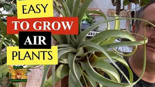 EASY TO GROW AIR PLANTS 😍 xerographica The Giant Tillandsia care tips and tricks for happy growth [upl. by Derraj]