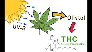 Increase THC with UVB [upl. by Wycoff]