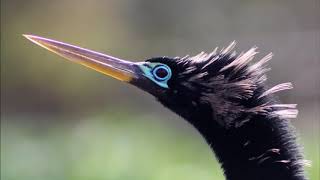 Anhinga or Cormorant [upl. by Notle31]