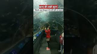 पानी के नीचे शीशे की सुरंग  underwater fish aquarium [upl. by Aihsetan]