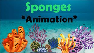 SPONGES  Biology Animation [upl. by Paz]