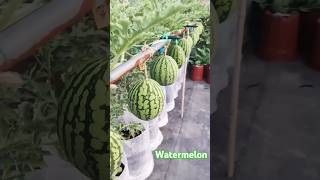 Watermelon Farming techniquesgrowing techniques garden shorts shortvideo viralshort [upl. by Eldnik642]