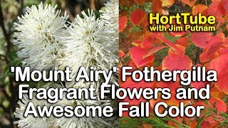 White Fragrant Flowers and Awesome Fall Foliage  Mount Airy Fothergilla [upl. by Ainitsirk425]