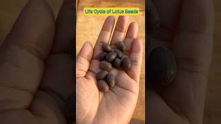 Life Cycle of Lotus Seeds in 14 Seconds shorts lotusseed ytshorts viral shortfeed plants [upl. by Dyana]