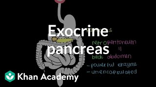 Exocrine pancreas  Gastrointestinal system physiology  NCLEXRN  Khan Academy [upl. by Ssecnirp76]