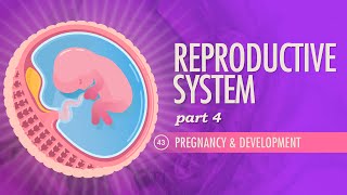 Reproductive System Part 4  Pregnancy amp Development Crash Course Anatomy amp Physiology 43 [upl. by Heyes]