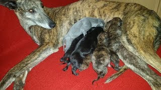 Galgos y Liebres 2017  Cuidados de un galgo de campo  Cap 2 [upl. by Nnaharas]