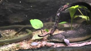 Feeding Bichirs and Ropefish part 2 [upl. by Norvil]