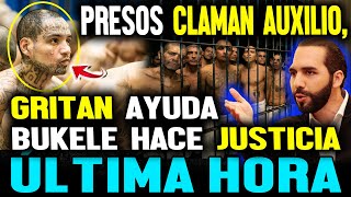 presos claman auxilio y gritan ayuda pero Bukele hace justicia en la Cárcel [upl. by Fritz]