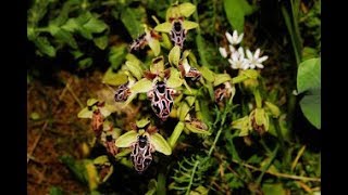 Ophrys kotschyi Cyprus Bee Orchid Endemic to Cyprus [upl. by Breen916]