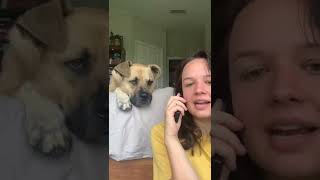 Dog Gets Excited as Owner Says His Favourite Words While Pretending to Talk on Phone  1343610 [upl. by Hardi]