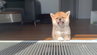 Shiba Inu from Puppy to Adult 8 weeks to 1 year [upl. by Hgalehs]