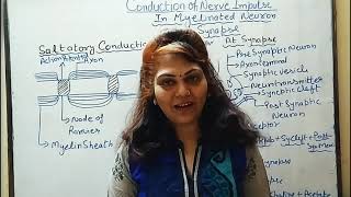 Conduction of nerve impulse  Action Potential Propagation  Saltatory Conduction  Nerve Physiology [upl. by Maller]