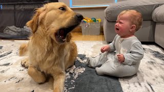 Golden Retriever Pup Makes Baby Cry But Says Sorry Cutest Ever [upl. by Hsilgne303]