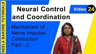 Neural Control and Coordination  NEET  Mechanism of Nerve Impulse Conduction  Part 2  Dr Neela [upl. by Gussi]