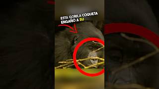 Freaky Gorilla Engañó a Su Marido 😱 [upl. by Eikcaj997]