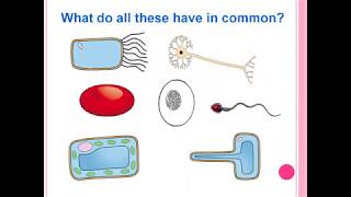 Specialised Cells [upl. by Corrie]