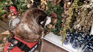 Husky Goes Into A Christmas Store Plus How To Not Get Scammed [upl. by Packer]