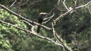 Displaying Goldencollared ToucanetSelenidera reinwardtii [upl. by Lacagnia296]