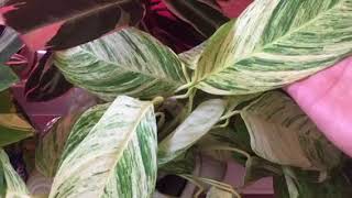 My Prayer Plant Collection  Calathea Maranta Ctenanthe and Stromanthe [upl. by Haggai]