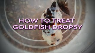 How To Treat Goldfish Dropsy [upl. by Asserat283]