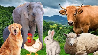 Farm Animal Sounds  Cow Sheep Cat Dog Chicken  Animal Moments [upl. by Laersi]