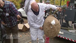 Feuerwehr gegen asiatisches Hornissennest [upl. by Willman266]