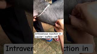 Intravenous injection in jugular vein l dr Umar khan [upl. by Hound74]