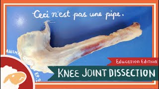 Knee Joint Dissection  The Time is Out of Joint EDU [upl. by Newby534]