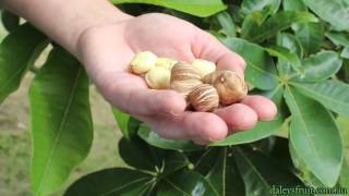 Malabar Chestnut Tree [upl. by Mccowyn]