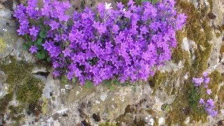 Campanula portenschlagiana [upl. by Heise]