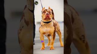 Pitbull vs Presa canario shorts [upl. by Wasserman]