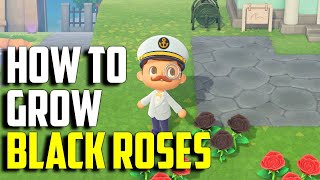 How to Grow Black Roses  Black Roses ACNH  Animal Crossing New Horizons Black Roses  Black Roses [upl. by Ella307]