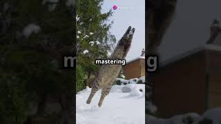 Pepsi the Cat Wins Gold in Skiing Olympics shorts [upl. by Am]