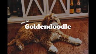 The Goldendoodle [upl. by Enoryt]