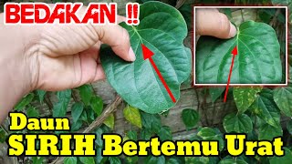 Daun SIRIH Bertemu Urat  Ramuan Obat Tradisional [upl. by Roban]