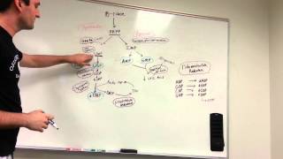 Metabolism  Nucleotide Synthesis  Purine amp Pyrimidine Synthesis [upl. by Nitsirk567]