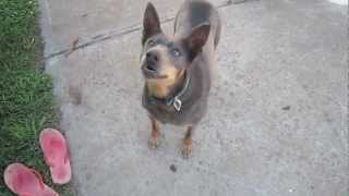 Australian Kelpie Dodge barking on command very cute [upl. by Ednil]