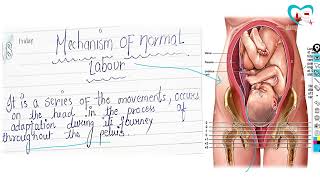 Mechanism of the normal labor Events in a 2nd stage of the Labour with easy notesBY NG MEDICALS [upl. by Beitch500]